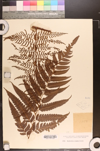 Polybotrya caudata image