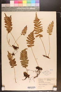 Polypodium californicum image