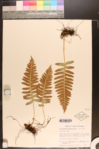 Polypodium glycyrrhiza image