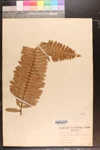 Polypodium pellucidum image