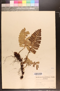 Polypodium pellucidum image