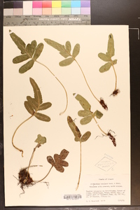 Polypodium scouleri image