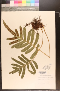 Polypodium scouleri image