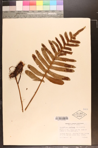 Polypodium scouleri image