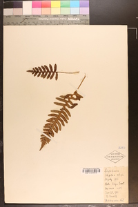 Polypodium vulgare image