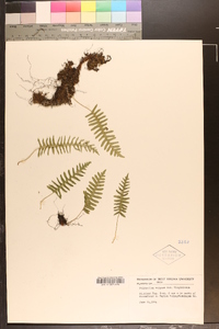 Polypodium vulgare var. virginianum image