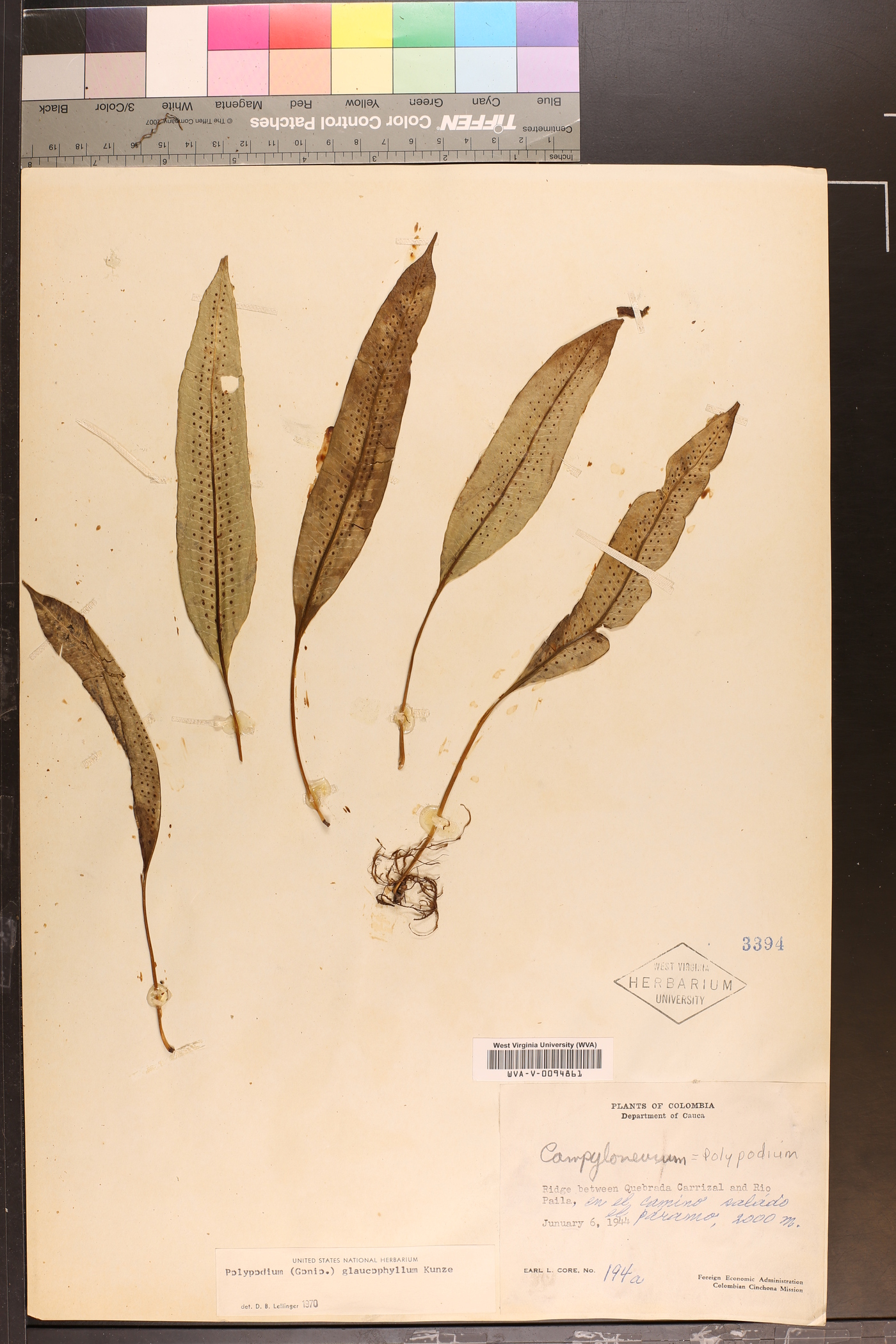 Polypodium levigatum image