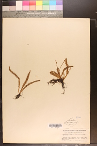 Polypodium knowltoniorum image