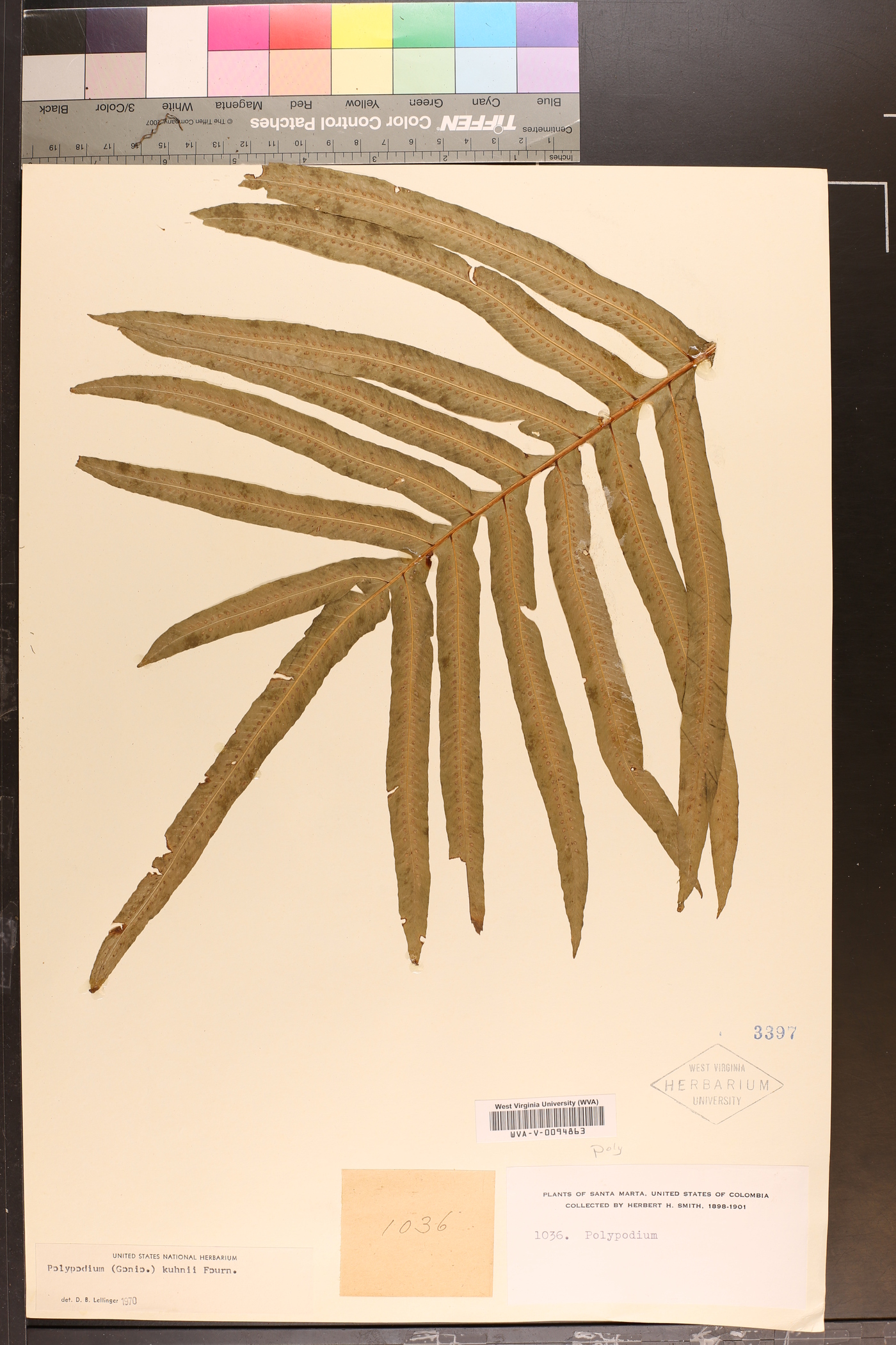 Serpocaulon attenuatum image