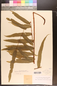 Serpocaulon sessilifolium image