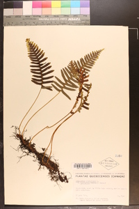 Polypodium virginianum f. acuminatum image