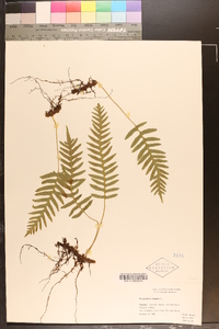 Polypodium vulgare image