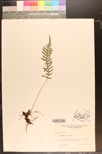 Polypodium vulgare image