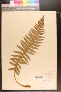 Polystichum braunii image