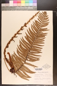 Polystichum munitum image