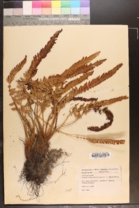 Polystichum scopulinum image