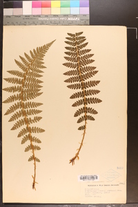 Polystichum braunii image