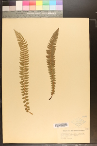 Polystichum lonchitis image