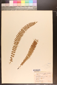 Polystichum lonchitis image