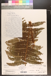 Polystichum ovatopaleaceum image