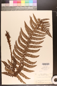 Polystichum pseudomakinoi image