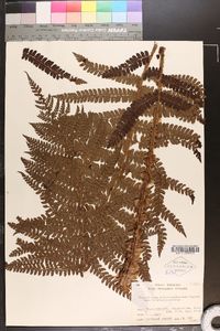 Polystichum retrosopaleaceum image