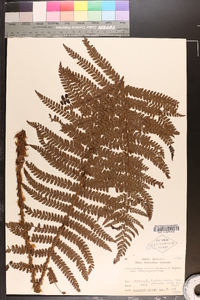 Polystichum retrosopaleaceum image