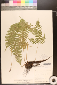 Polystichum tripteron image