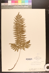 Polystichum tripteron image