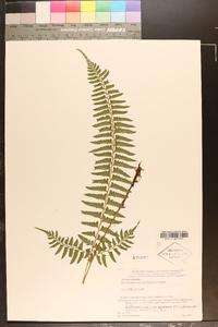 Polystichum tripteron image