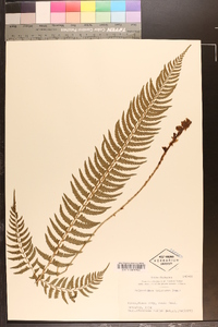 Polystichum tripteron image