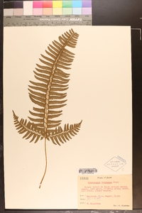 Polystichum tripteron image