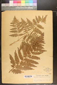 Pteridium aquilinum var. latiusculum image