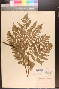 Pteridium aquilinum var. latiusculum image