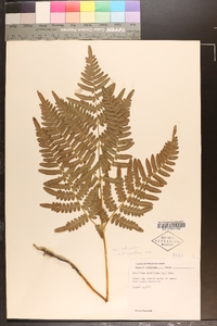 Pteridium aquilinum var. latiusculum image