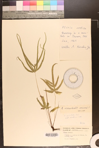 Pteris multifida image