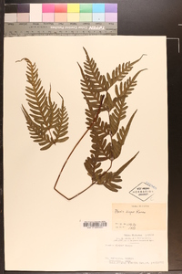 Pteris dispar image