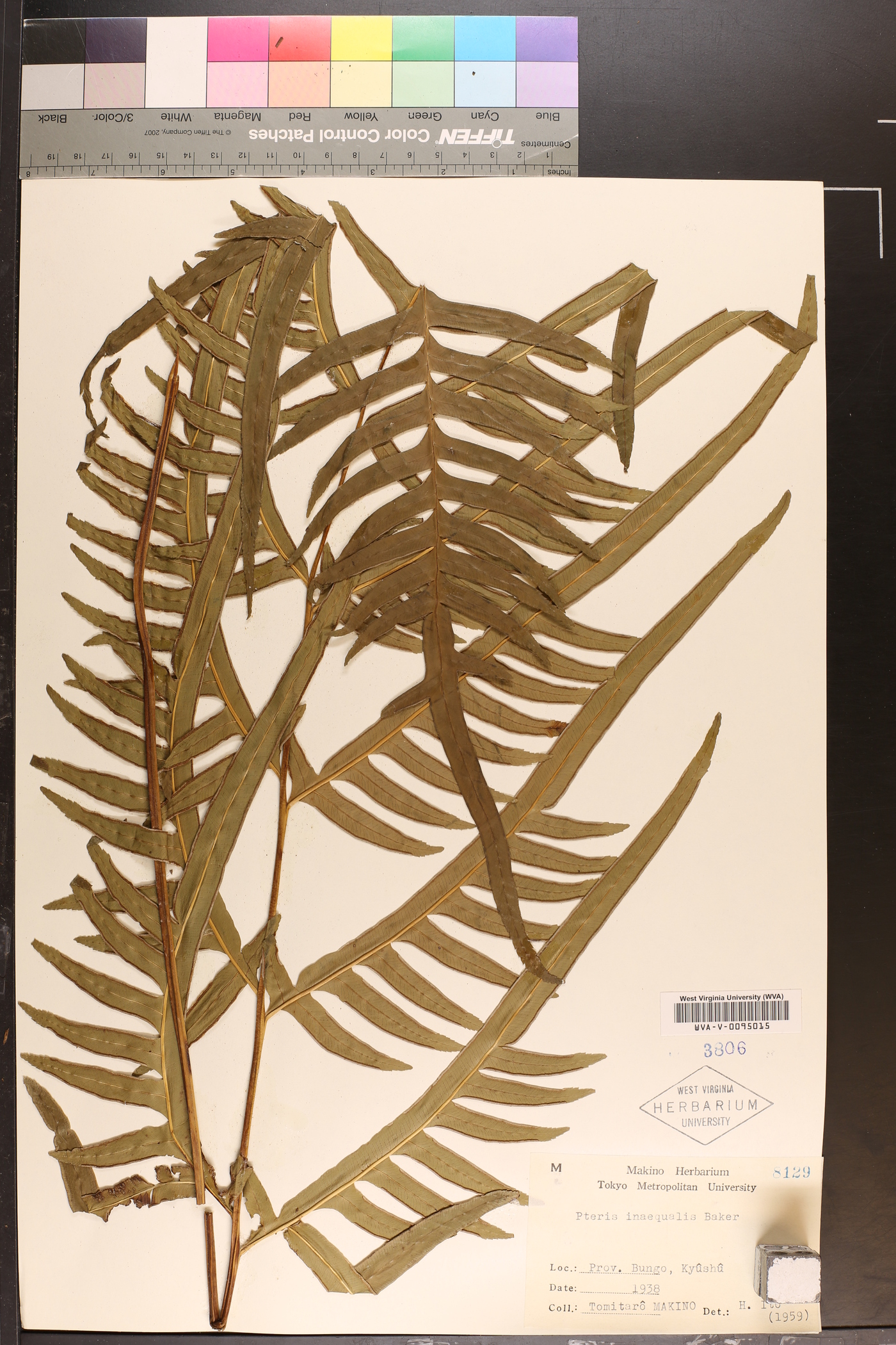 Pteris inaequalis image