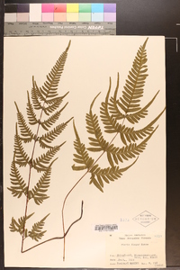 Pteris dispar image