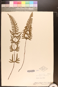 Pteris dispar image