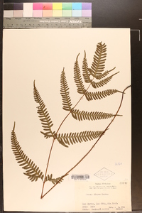 Pteris dispar image