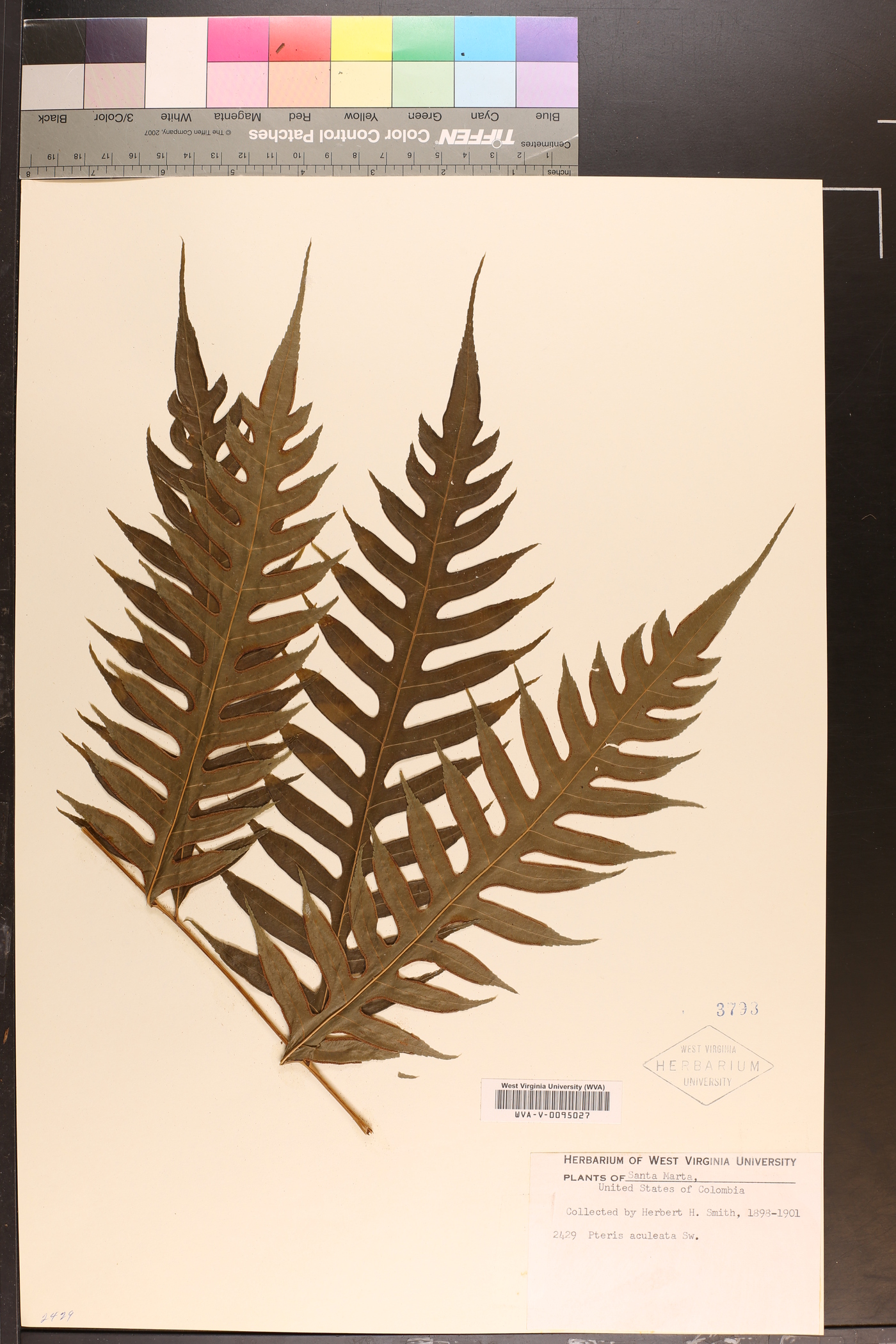 Pteris aculeata image