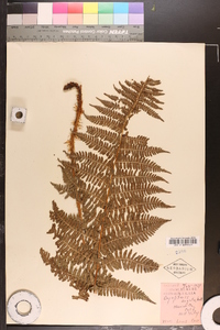 Dryopteris arguta image