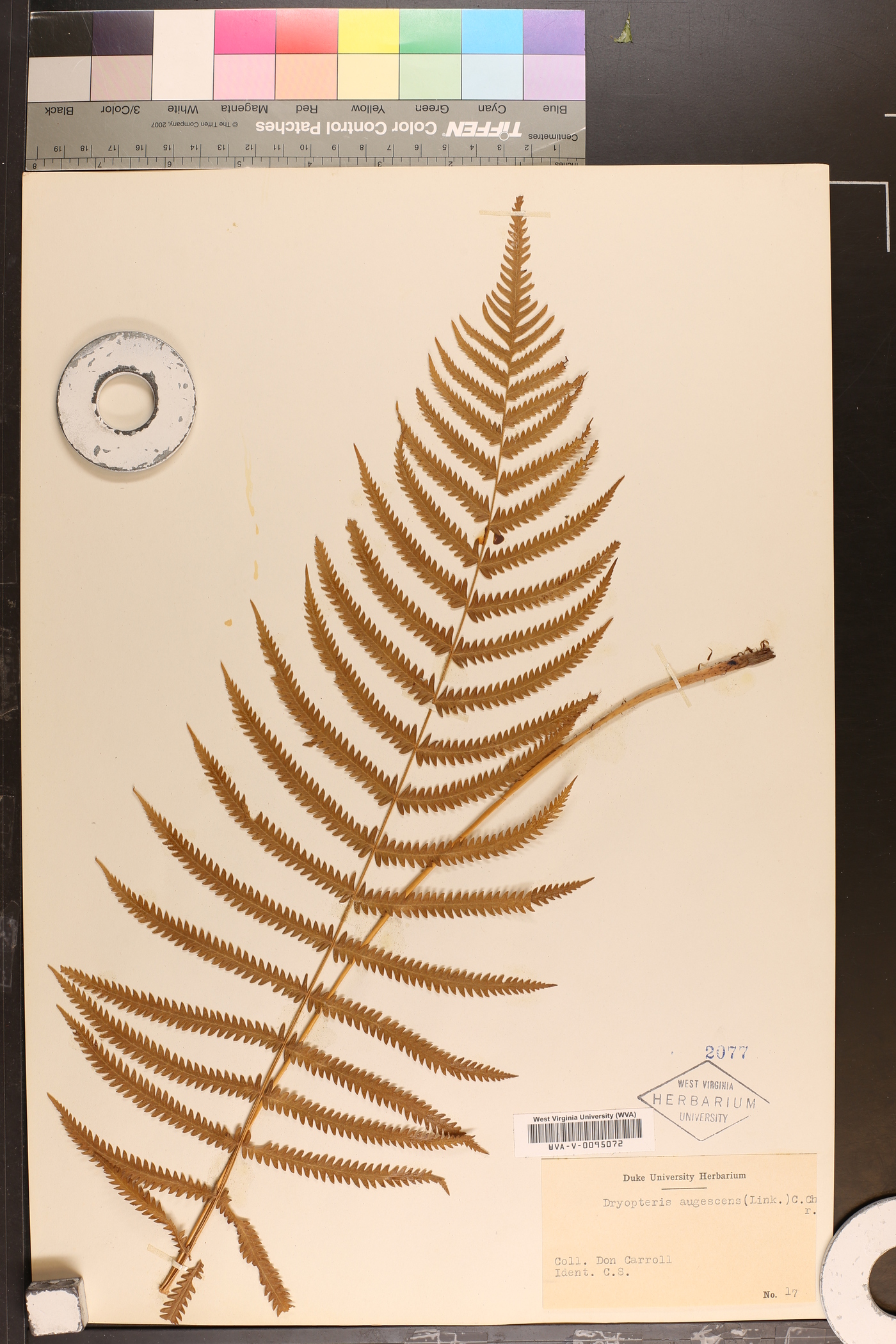 Dryopteris augescens image