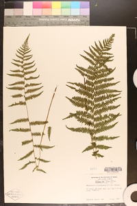 Platanthera ciliaris image