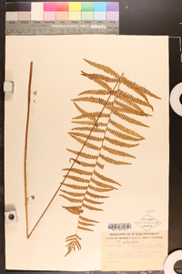 Dryopteris thelypteris var. pubescens image