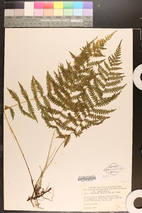 Dryopteris thelypteris image