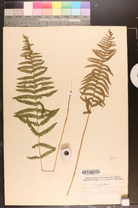 Dryopteris thelypteris image