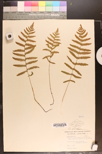 Dryopteris thelypteris var. pubescens image