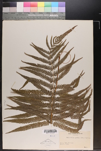 Dryopteris patens image